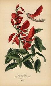 Koraalboom, Erythrina crista-galli door Désiré Georges Jean Marie Bois