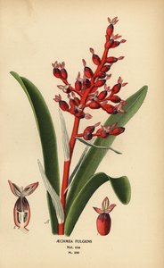 Koraalbes, Aechmea fulgens