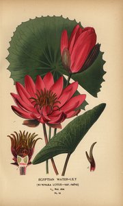 Egyptische waterlelie, Nymphaea lotus door Désiré Georges Jean Marie Bois