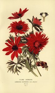Vlamanemoon, Anemone hortensis door Désiré Georges Jean Marie Bois