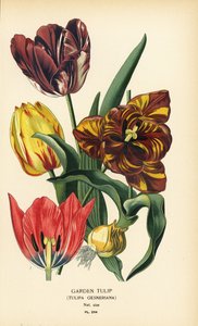 Tuintulp, Tulipa gesneriana. Chromolithografie van een illustratie door Desire Bois uit Edward Step