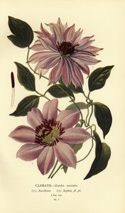 Tuinvariëteiten van clematis door Désiré Georges Jean Marie Bois