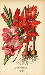 Gentse korenbloem, Gladiolus x gandavensis. Chromolithografie van een illustratie door Desire Bois uit Edward Step