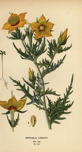 Gouden bartonia of Lindley