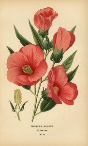 Hibiscus roseus door Désiré Georges Jean Marie Bois