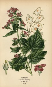 Judaspenning, Lunaria annua door Désiré Georges Jean Marie Bois