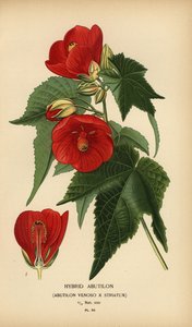 Hybride abutilon, Abutilon pictum door Désiré Georges Jean Marie Bois