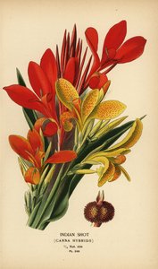 Indisch schot, Canna indica hybriden door Désiré Georges Jean Marie Bois