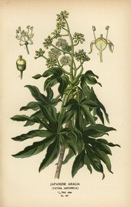 Japanse aralia of glanzendbladige papierplant, Fatsia japonica