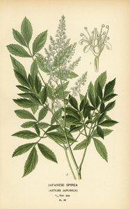 Japanse spirea, Astilbe japonica door Désiré Georges Jean Marie Bois
