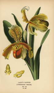 Venusschoentje, Paphiopedilum insigne. Chromolithografie naar een illustratie van Desire Bois uit Edward Step