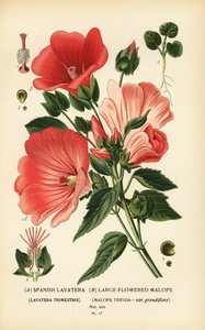 Lavatera trimestris en Malope trifida
