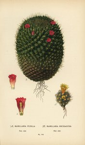 Mammillaria prolifera en Mammillaria rhodantha door Désiré Georges Jean Marie Bois