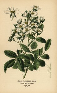 Veelbloemige roos, Rosa multiflora door Désiré Georges Jean Marie Bois