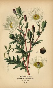 Mexicaanse papaver, Argemone grandiflora