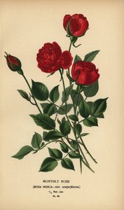 Maandroos, Rosa chinensis var. semperflorens. door Désiré Georges Jean Marie Bois