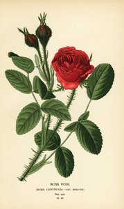 Mosroos, Rosa centifolia var. muscosa door Désiré Georges Jean Marie Bois