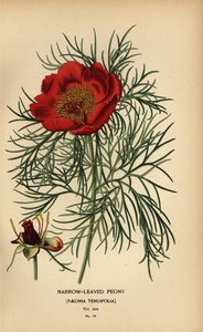Smalbladige pioenroos, Paeonia tenuifolia