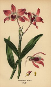 Noble dendrobium orchidee, Dendrobium nobile. Chromolithografie van een illustratie door Desire Bois uit Edward Step