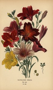 Geschilderde tong of fluwelen trompetbloem, Salpiglossis sinuata door Désiré Georges Jean Marie Bois