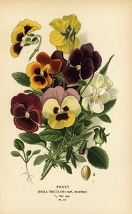 Viooltje, Viola tricolor