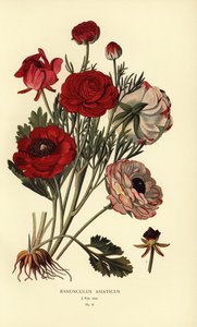 Perzische ranonkels, Ranunculus asiaticus