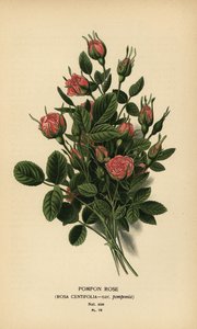Pomponroos, Rosa centifolia var. pomponia
