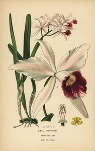 Paarsgevlekte laelia orchidee, Cattleya purpurata door Désiré Georges Jean Marie Bois