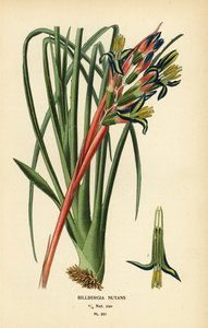 Koninginnetranenplant, Billbergia nutans door Désiré Georges Jean Marie Bois
