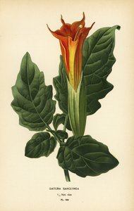 Rode engelentrompet, Brugmansia sanguinea. Uitgestorven.