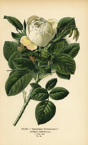 Roos Baroness Rothschild, hybride perpetueel. door Désiré Georges Jean Marie Bois