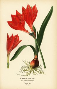 Scarborough-lelie, Cyrtanthus elatus (Vallota purpurea). Chromolithografie van een illustratie door Desire Bois uit Edward Step