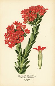 Rode carrula, Crassula coccinea