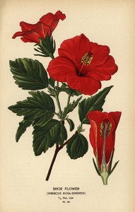Schoenbloem of Chinese roos, Hibiscus rosa-sinensis