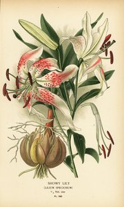 Prachtlelie, Lilium speciosum