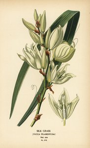 Zijdegras, Yucca filamentosa door Désiré Georges Jean Marie Bois