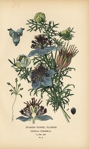 Spaanse venkel, Nigella hispanica door Désiré Georges Jean Marie Bois