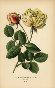 Theeroos hybride, Gloire de Dijon, Rosa × odorata door Désiré Georges Jean Marie Bois