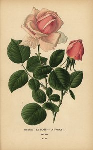Theeroos hybride, La France, Rosa × odorata