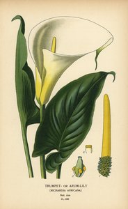 Trompetlelie, aronskelk of Calla-lelie, Zantedeschia aethiopica door Désiré Georges Jean Marie Bois