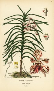 Vanda tricolor orchidee. Chromolithografie naar een illustratie van B. Herincq uit Edward Step