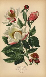 Witte pioenroos, Paeonia lactiflora door Désiré Georges Jean Marie Bois