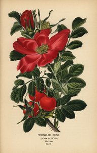 Gerimpelde roos, Rosa rugosa