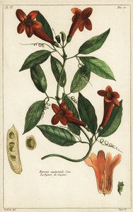 Knoflookwijnstok, Bignonia aequinoctialis, Linn door Duchesne Duchesne