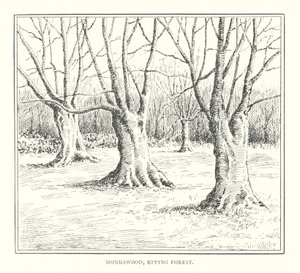 Monkswood, Epping Forest door Duncan Moul