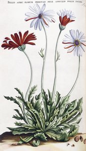 Bellis Afric: ...