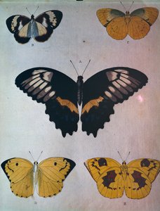 Vlinders
