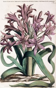 Lillio-Narcissus, 1697-1701 door Dutch School