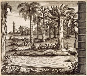 De stenen slang, uit China Illustrated door Athanasius Kircher (1601-80) 1667 door Dutch School
