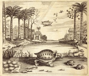 Schildpadeieren die uitkomen, uit China Illustrated door Athanasius Kircher (1601-80) 1667